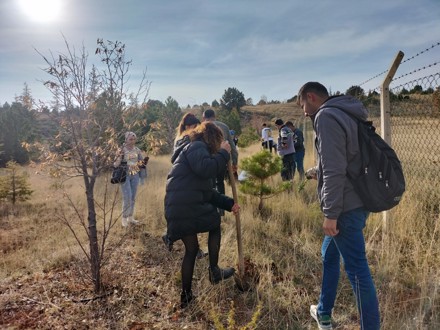 Her Çalışan Bir Fidan